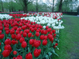 Keukenhof (76)